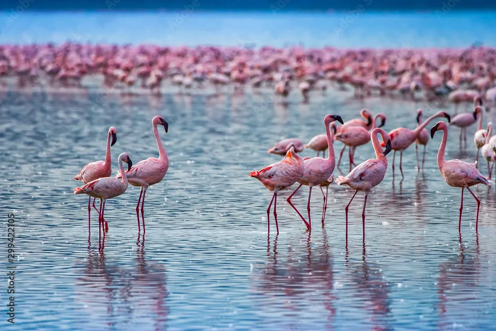 火烈鸟群聚集 - 四虎 | 生灵奇境