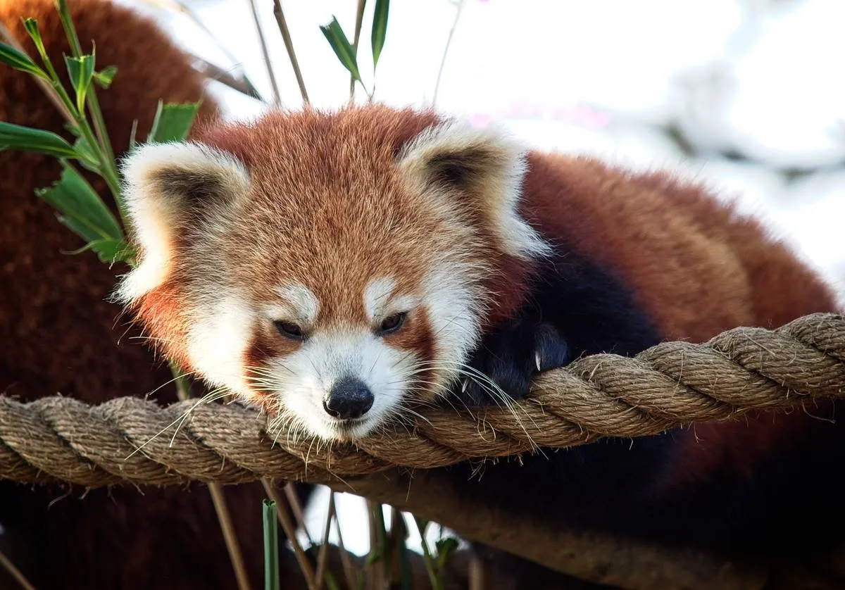 小熊猫 - 四虎 | 生命方舟