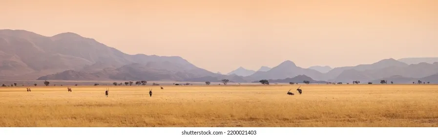 广袤的非洲大草原 - 四虎 | 荒野守护