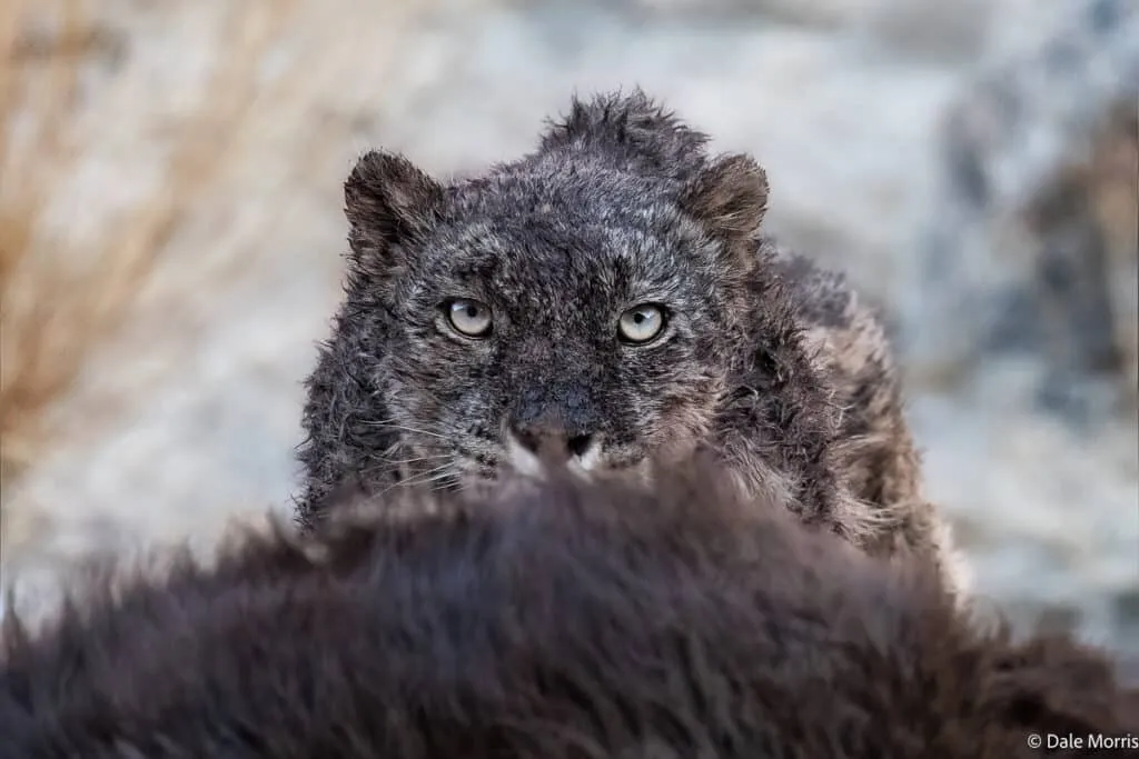 雪豹在岩石间休憩 - 四虎 | 生灵奇境